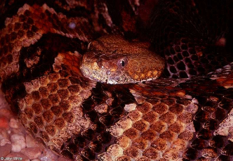 Canebrake Rattlesnake  (Crotalus horridus atricaudatus)001.jpg [77 Kb]